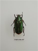 藏品(金龜子科(十二))的圖片